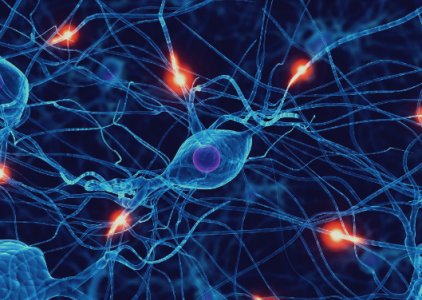 Portuguesa descobre possvel chave para a regenerao cerebral