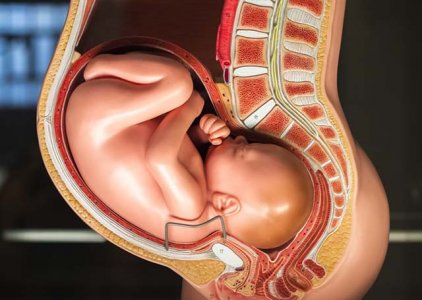 Tcnicas perineais que reduzem o trauma perineal durante a segunda fase do trabalho de parto - uma reviso