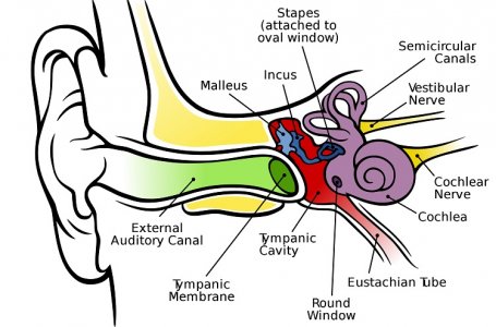 Reabilitao Vestibular - abordagem em fisioterapia no tratamento de  disfunes vestibulares