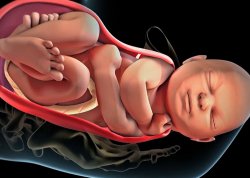 Curso Online: Fisioterapia Plvica - O essencial para o Fisioterapeuta